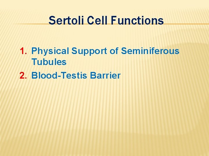 Sertoli Cell Functions 1. Physical Support of Seminiferous Tubules 2. Blood-Testis Barrier 