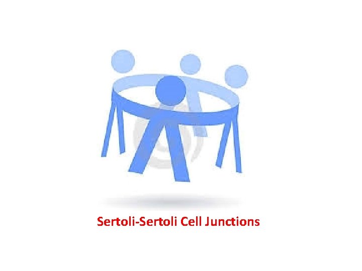 Sertoli-Sertoli Cell Junctions 
