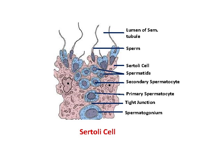 Lumen of Sem. tubule Sperm Sertoli Cell Spermatids Secondary Spermatocyte Primary Spermatocyte Tight Junction