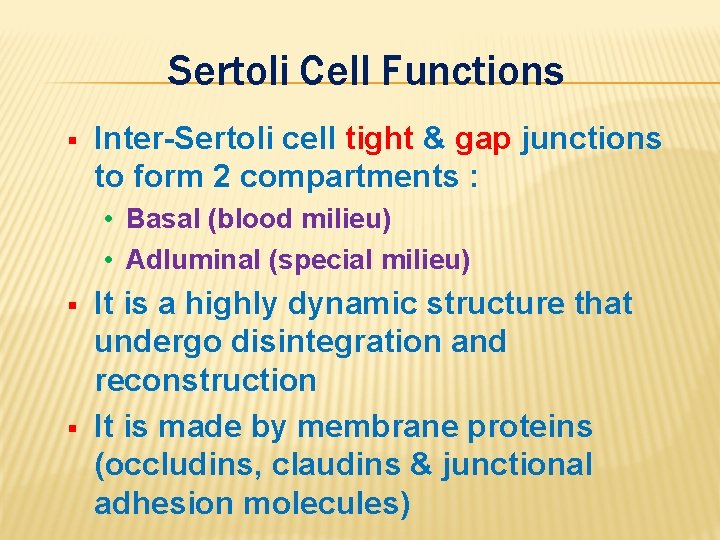 Sertoli Cell Functions § Inter-Sertoli cell tight & gap junctions to form 2 compartments