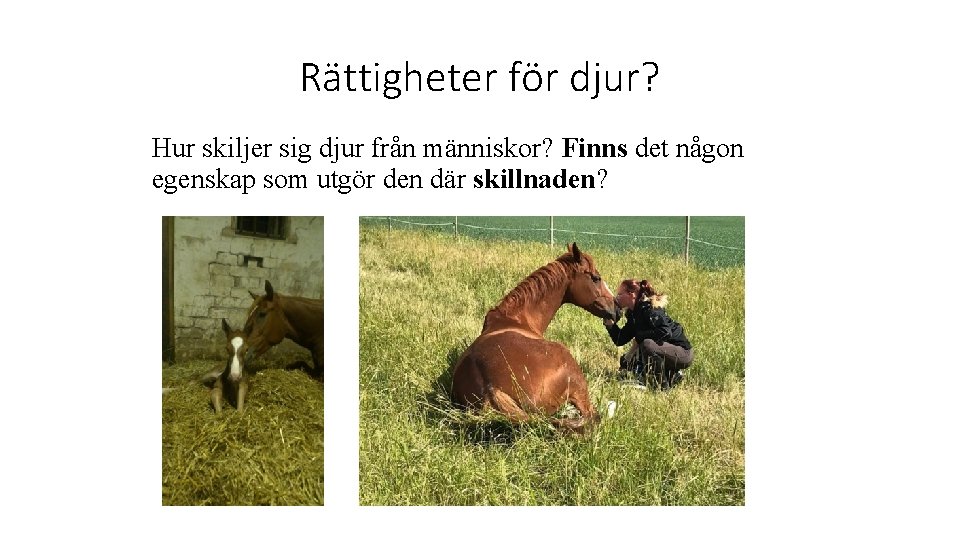 Rättigheter för djur? Hur skiljer sig djur från människor? Finns det någon egenskap som