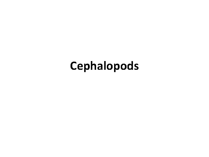 Cephalopods 