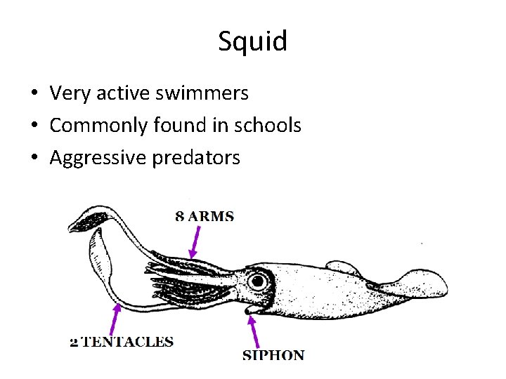 Squid • Very active swimmers • Commonly found in schools • Aggressive predators 
