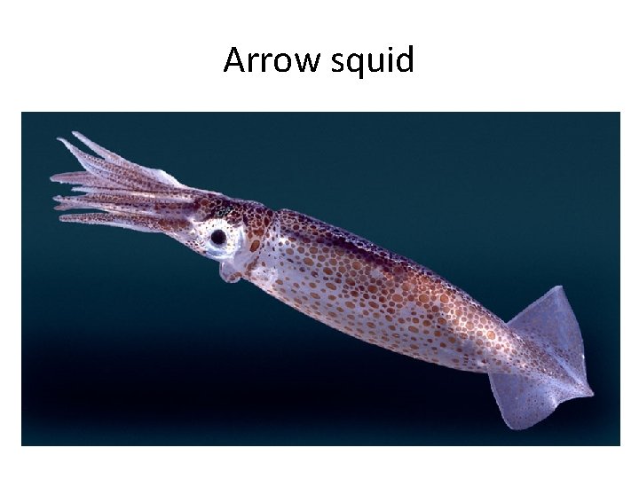 Arrow squid 