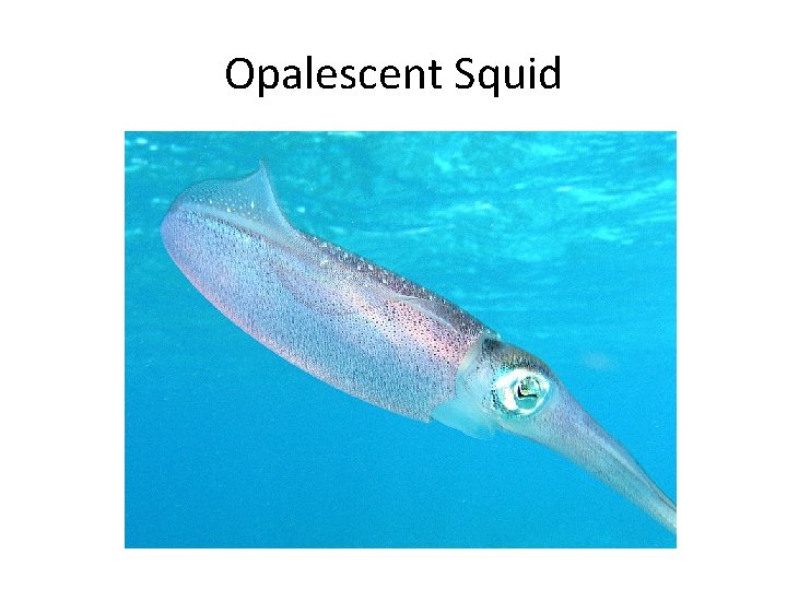 Opalescent Squid 