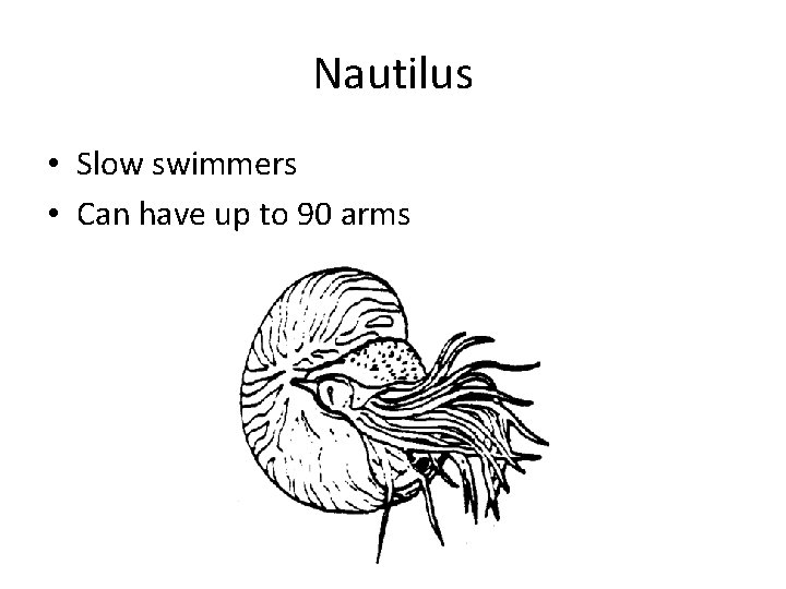 Nautilus • Slow swimmers • Can have up to 90 arms 