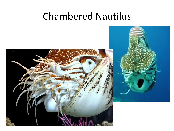 Chambered Nautilus 