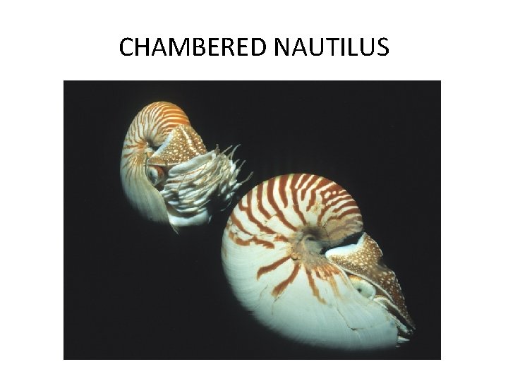CHAMBERED NAUTILUS 