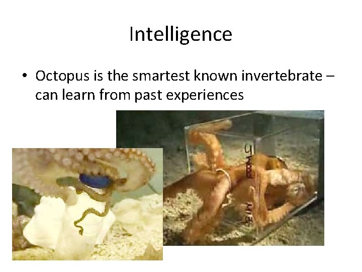 Intelligence • Octopus is the smartest known invertebrate – can learn from past experiences