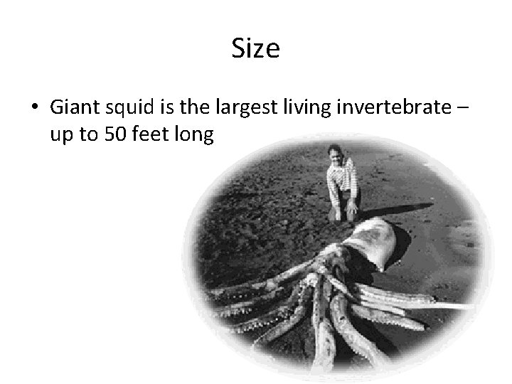 Size • Giant squid is the largest living invertebrate – up to 50 feet