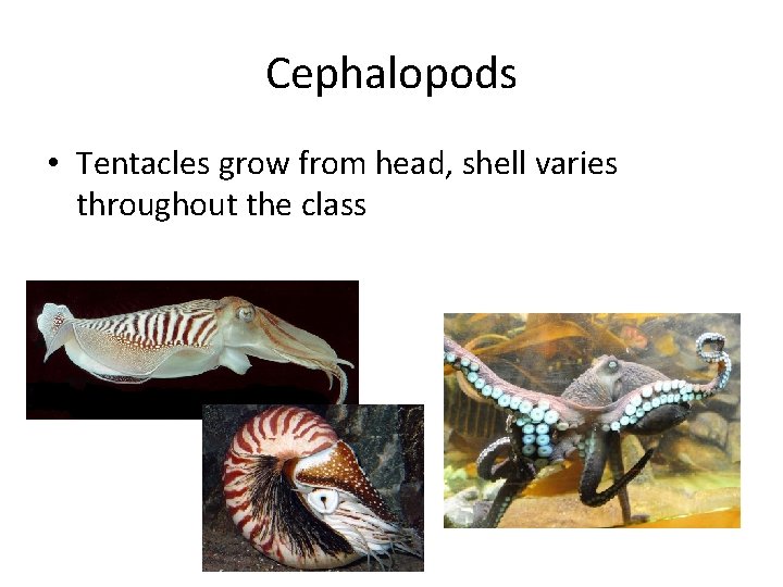 Cephalopods • Tentacles grow from head, shell varies throughout the class 