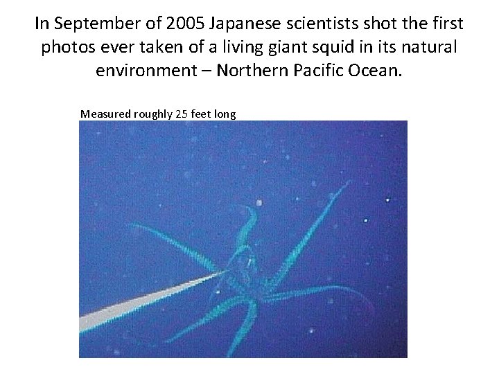 In September of 2005 Japanese scientists shot the first photos ever taken of a