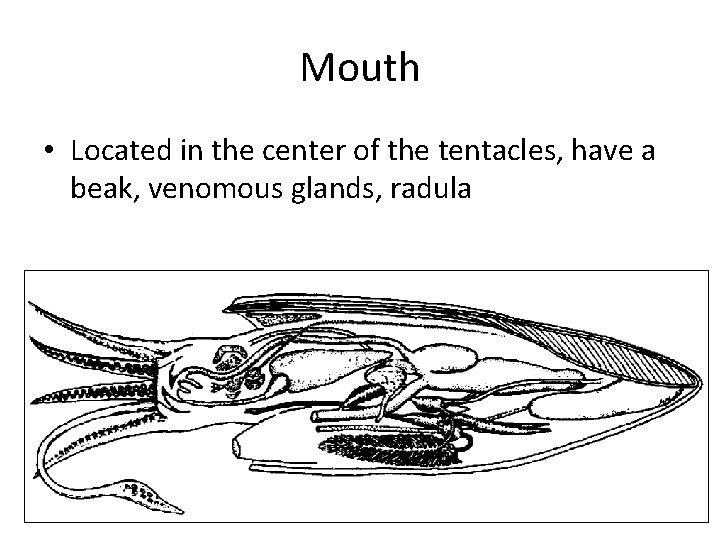 Mouth • Located in the center of the tentacles, have a beak, venomous glands,