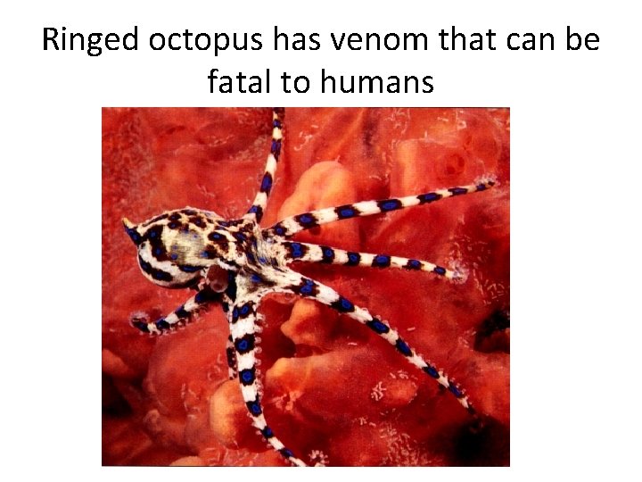 Ringed octopus has venom that can be fatal to humans 
