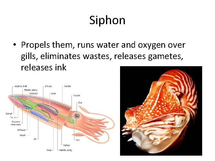 Siphon • Propels them, runs water and oxygen over gills, eliminates wastes, releases gametes,