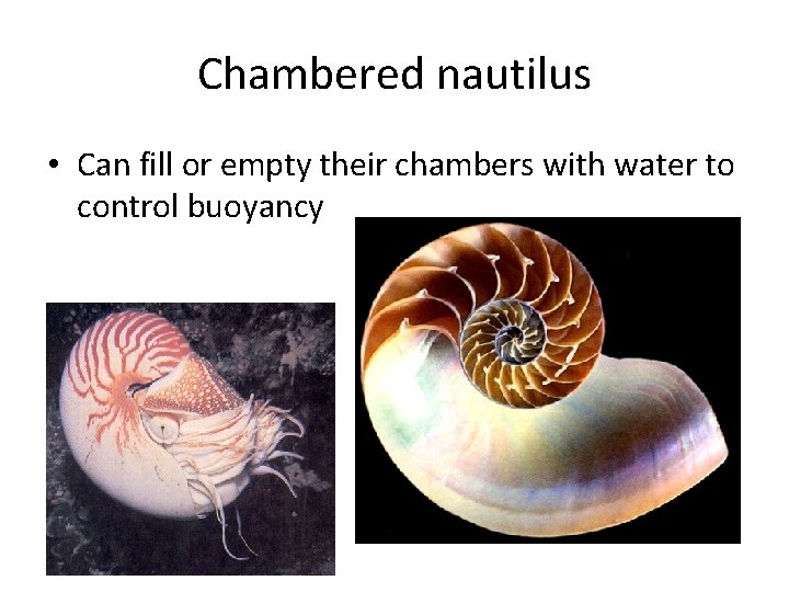 Chambered nautilus • Can fill or empty their chambers with water to control buoyancy