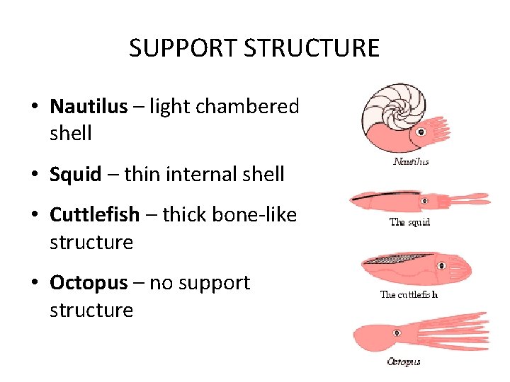 SUPPORT STRUCTURE • Nautilus – light chambered shell • Squid – thin internal shell