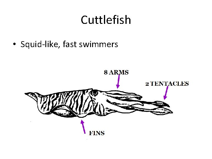 Cuttlefish • Squid-like, fast swimmers 