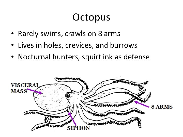 Octopus • Rarely swims, crawls on 8 arms • Lives in holes, crevices, and
