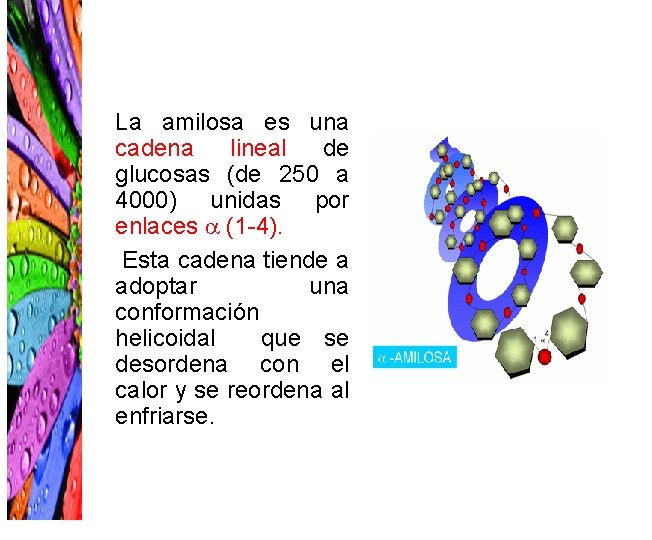 La amilosa es una cadena lineal de glucosas (de 250 a 4000) unidas por