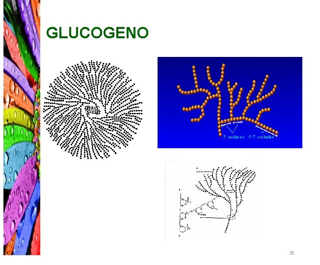 GLUCOGENO 35 