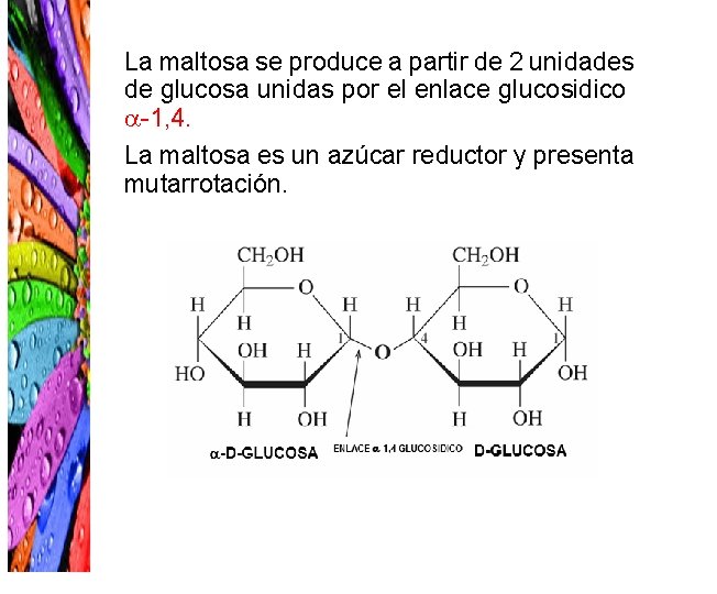 La maltosa se produce a partir de 2 unidades de glucosa unidas por el