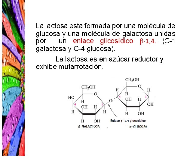 La lactosa esta formada por una molécula de glucosa y una molécula de galactosa