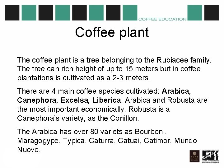 Coffee plant The coffee plant is a tree belonging to the Rubiacee family. The