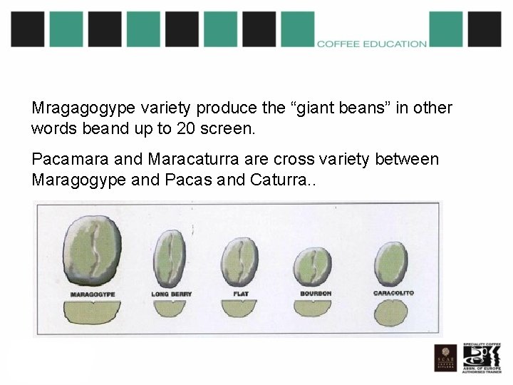Mragagogype variety produce the “giant beans” in other words beand up to 20 screen.