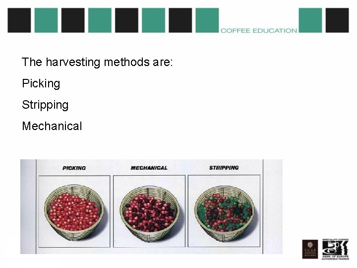 The harvesting methods are: Picking Stripping Mechanical 