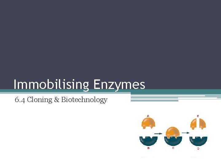 Immobilising Enzymes 6. 4 Cloning & Biotechnology 