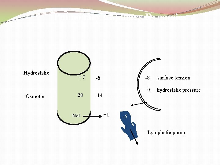 Pulmonary Capillary Dynamics Hydrostatic Osmotic +7 28 Net -8 -8 0 14 +1 surface