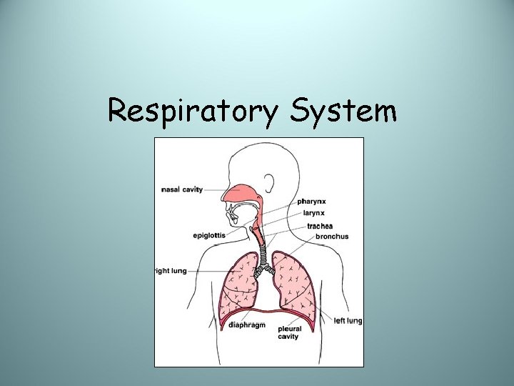 Respiratory System 