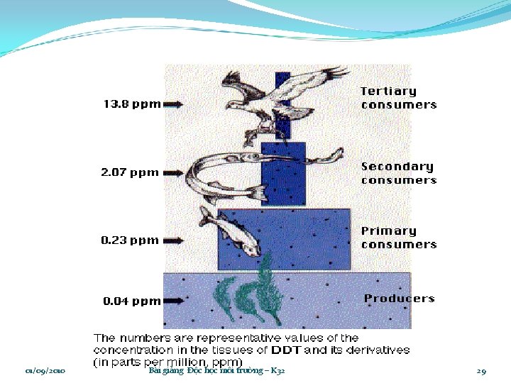 01/09/2010 Bài giảng Độc học môi trường – K 32 29 