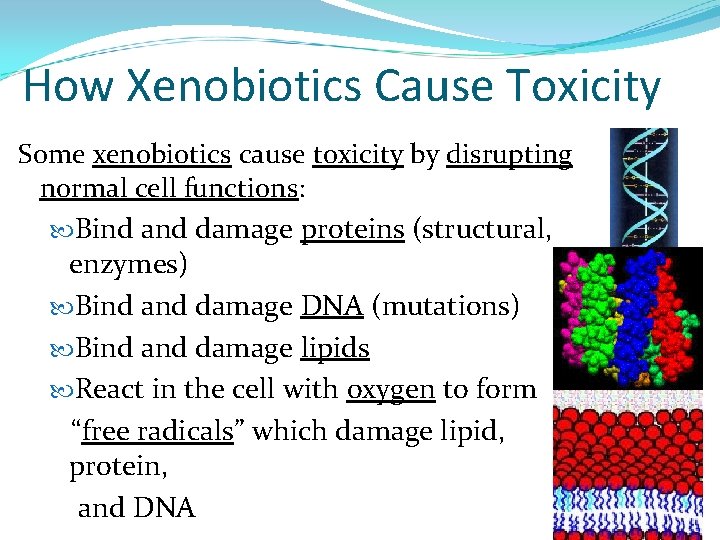 How Xenobiotics Cause Toxicity Some xenobiotics cause toxicity by disrupting normal cell functions: Bind