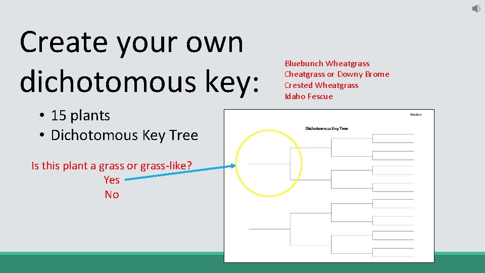 Create your own dichotomous key: • 15 plants • Dichotomous Key Tree Is this