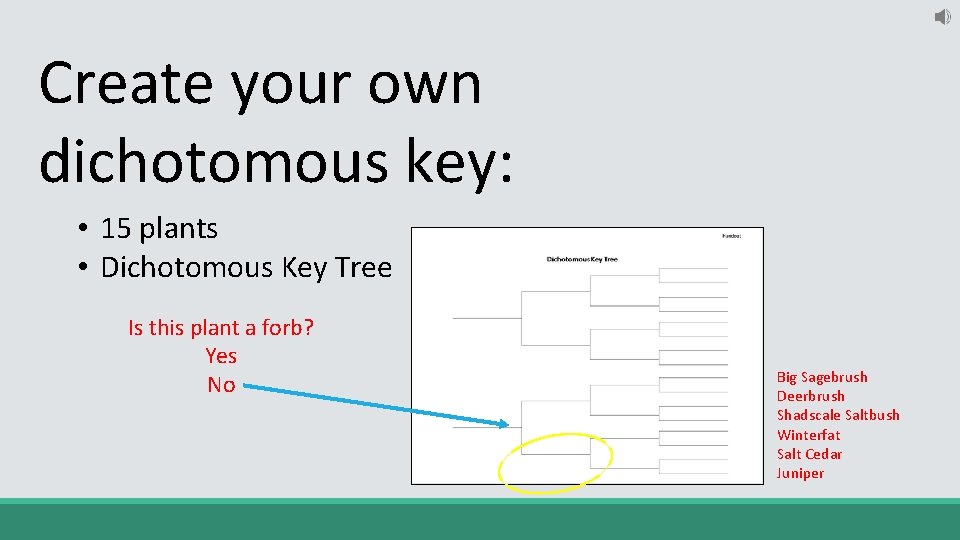 Create your own dichotomous key: • 15 plants • Dichotomous Key Tree Is this