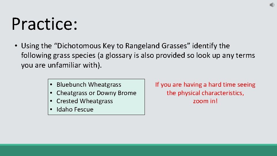 Practice: • Using the “Dichotomous Key to Rangeland Grasses” identify the following grass species