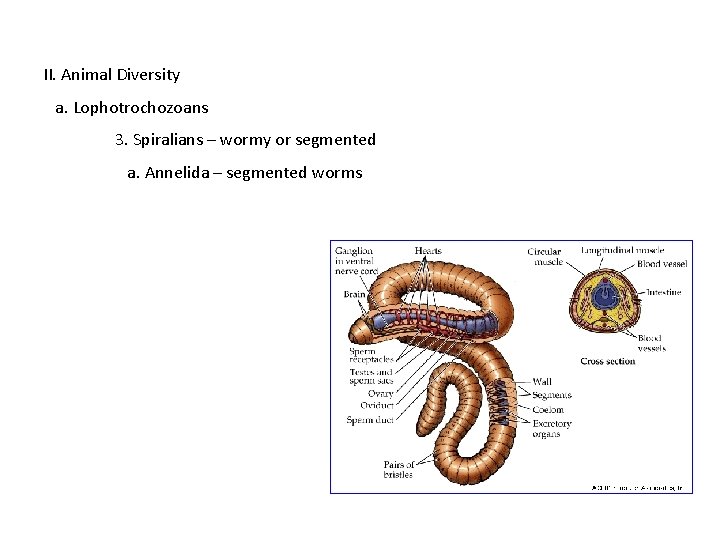 II. Animal Diversity a. Lophotrochozoans 3. Spiralians – wormy or segmented a. Annelida –