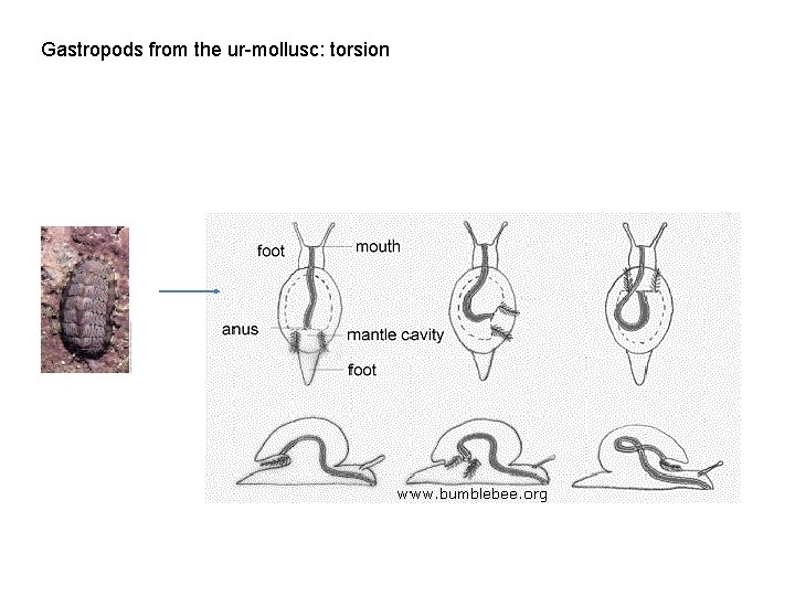 Gastropods from the ur-mollusc: torsion 