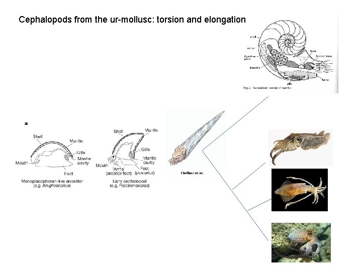 Cephalopods from the ur-mollusc: torsion and elongation 