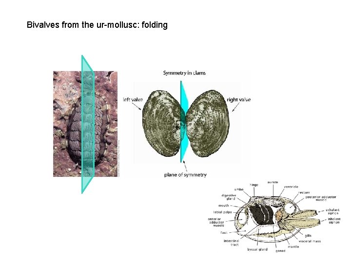 Bivalves from the ur-mollusc: folding 