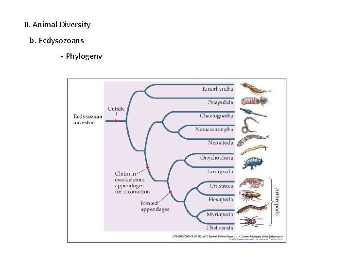 II. Animal Diversity b. Ecdysozoans - Phylogeny 