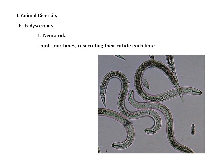 II. Animal Diversity b. Ecdysozoans 1. Nematoda - molt four times, resecreting their cuticle