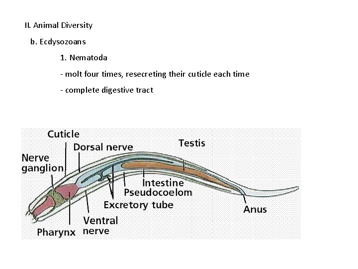 II. Animal Diversity b. Ecdysozoans 1. Nematoda - molt four times, resecreting their cuticle