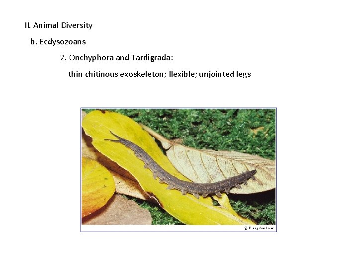 II. Animal Diversity b. Ecdysozoans 2. Onchyphora and Tardigrada: thin chitinous exoskeleton; flexible; unjointed