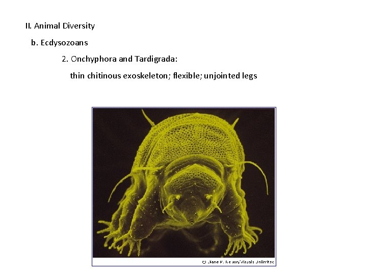 II. Animal Diversity b. Ecdysozoans 2. Onchyphora and Tardigrada: thin chitinous exoskeleton; flexible; unjointed