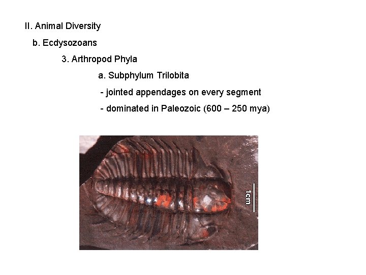 II. Animal Diversity b. Ecdysozoans 3. Arthropod Phyla a. Subphylum Trilobita - jointed appendages