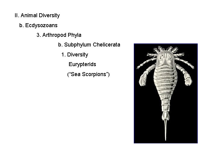 II. Animal Diversity b. Ecdysozoans 3. Arthropod Phyla b. Subphylum Chelicerata 1. Diversity Eurypterids