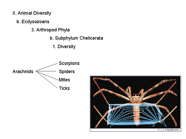II. Animal Diversity b. Ecdysozoans 3. Arthropod Phyla b. Subphylum Chelicerata 1. Diversity Scorpions